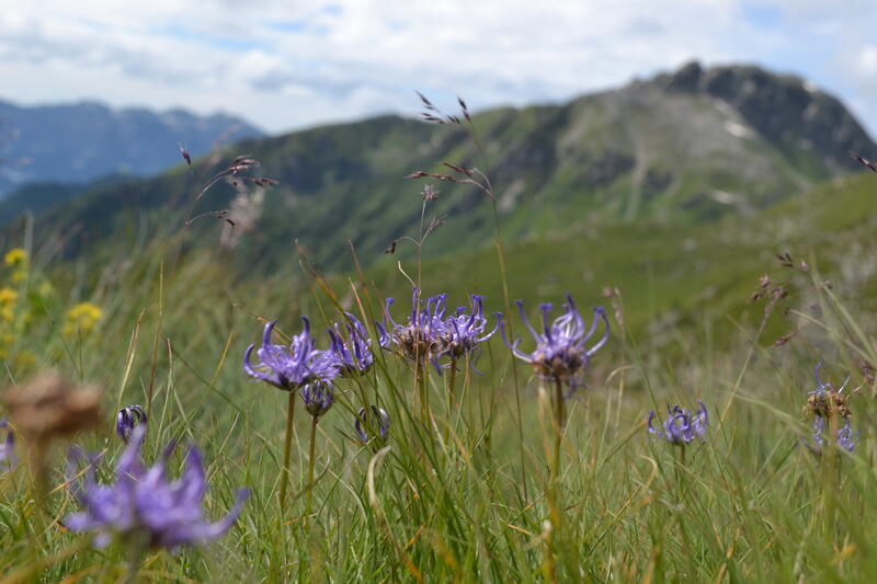 Frühling 