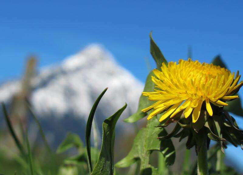 Copia di Frühling