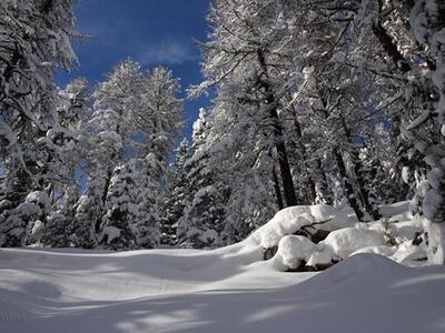 Wald im Winter